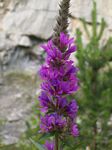 solina_100_0779.jpg