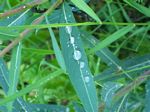 solina_100_0838.jpg